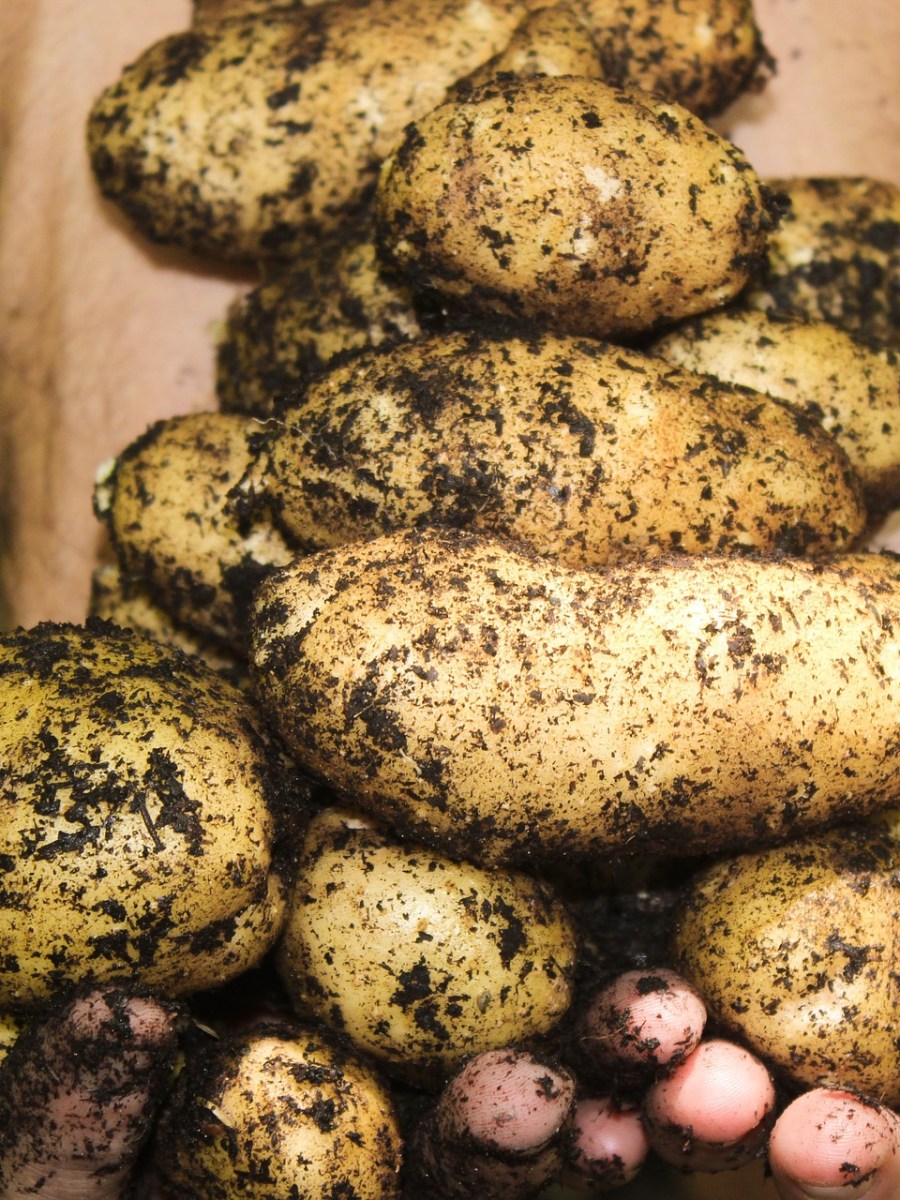 How To Grow Your Own&nbsp;Potatoes
